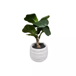 Allstate Floral Potted Fiddle Plant