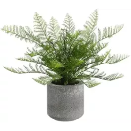 Allstate Floral Potted Lace Fern
