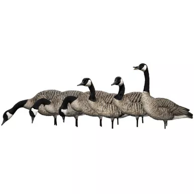 AVIAN-X AVX9006 AXP HONKER FUSION 6 PACK