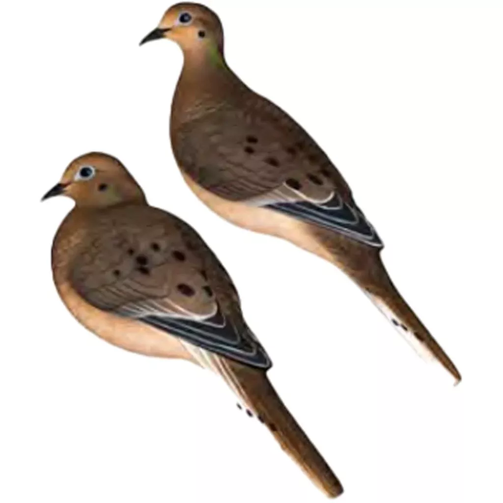 AvianX AXP Full Body Dove Decoys – 6 Pack