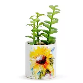 Demdaco Dean Crouser Succulent