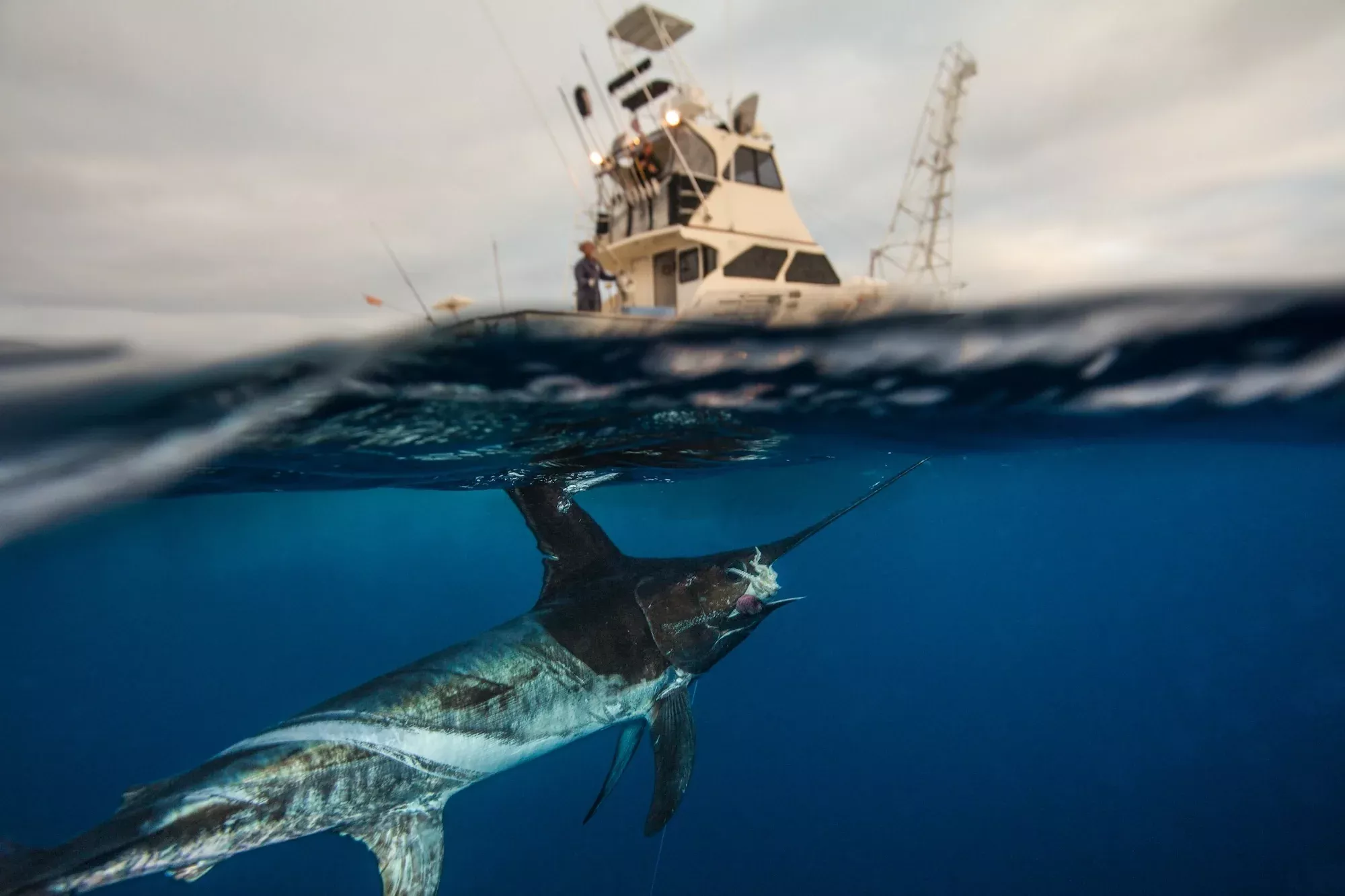 Florida Swordfish Fishing Trips