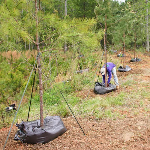 Forestry Supplies Ooze Tube Tree Watering System 25-Gallon