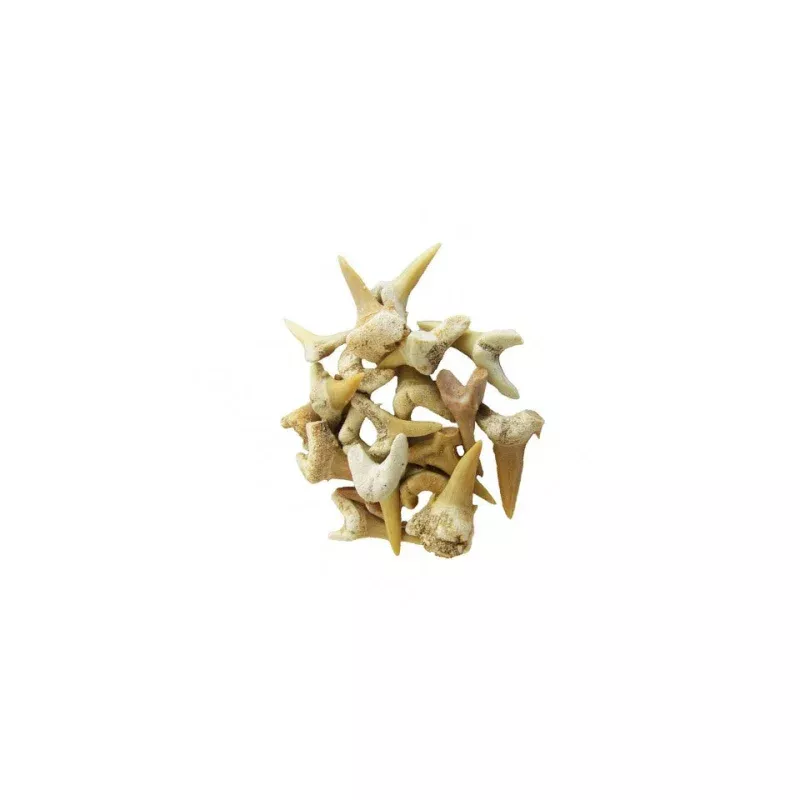 Fossil Shark Teeth – 10 Pack