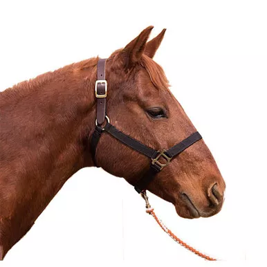 INTREPID INTERNATIONAL Yearling/Pony Nylon Breakaway Halter