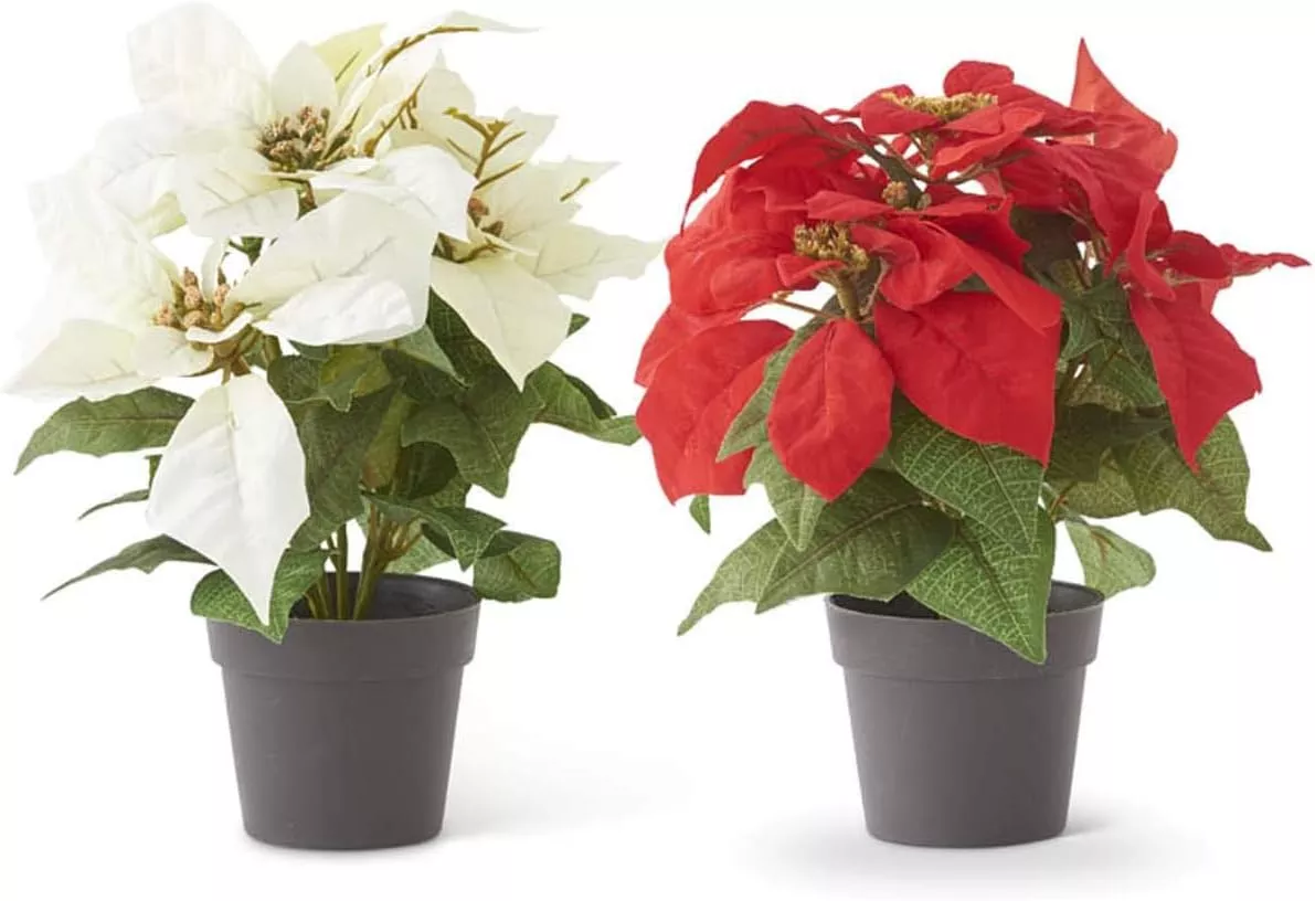 K&K Interiors Assorted 10.75 Inch Red And White Poinsettias #53388A