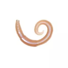 Lunkerhunt River Worm - 2" - 8 Pack - Dew Worm