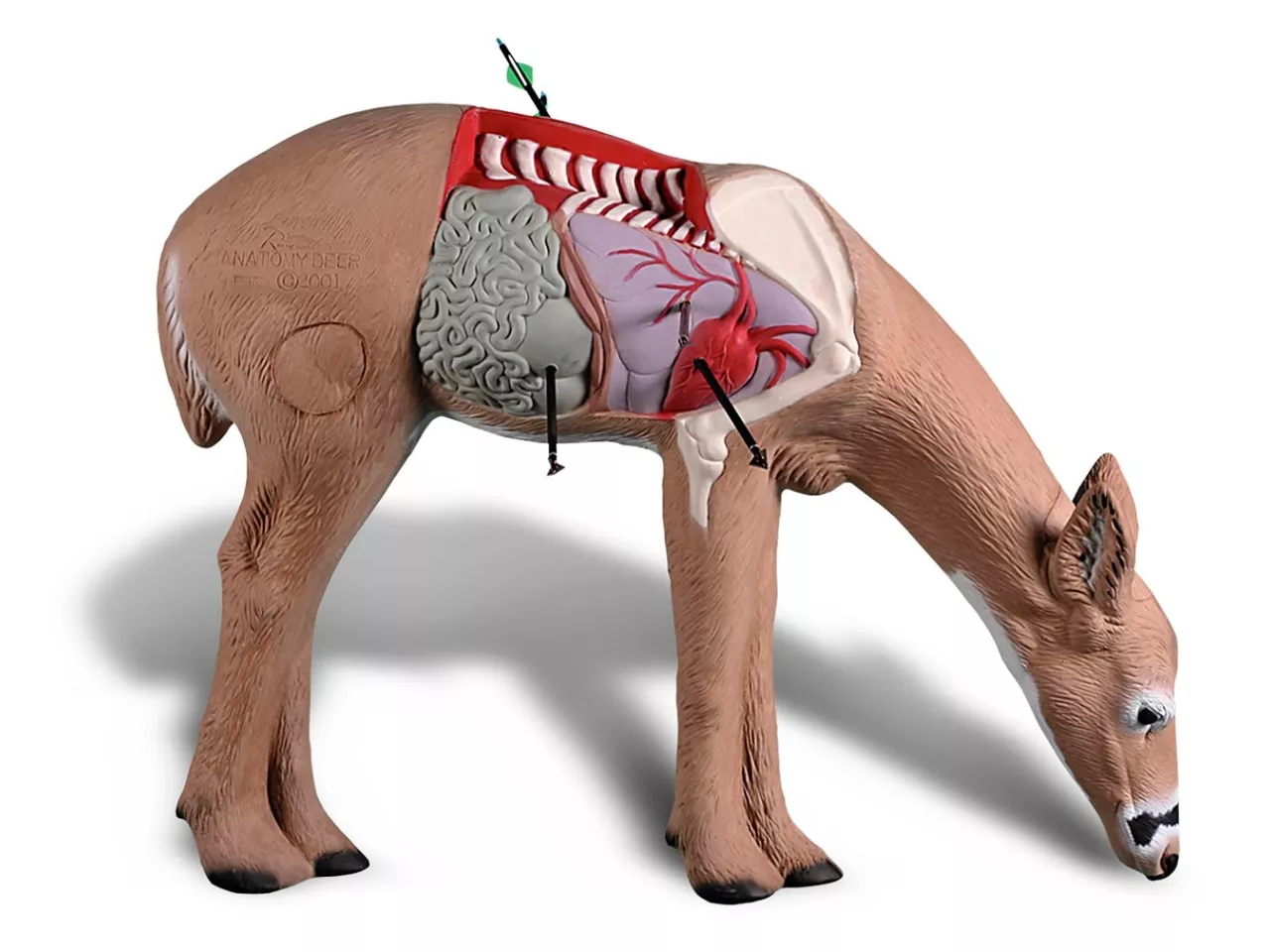Rinehart 3D NASP ANATOMY DEER TARGET