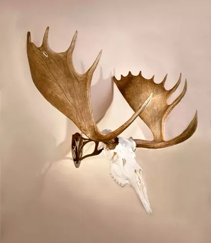 Skull Hooker Big Hooker - Graphite Brown