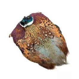 Wapsi Ringneck Phea Skin Natural Cock Feathers