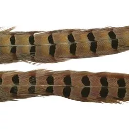 Wapsi Ringneck Pheasant Tail Feathers 1 Pair