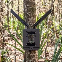 WiseEye Bear Box
